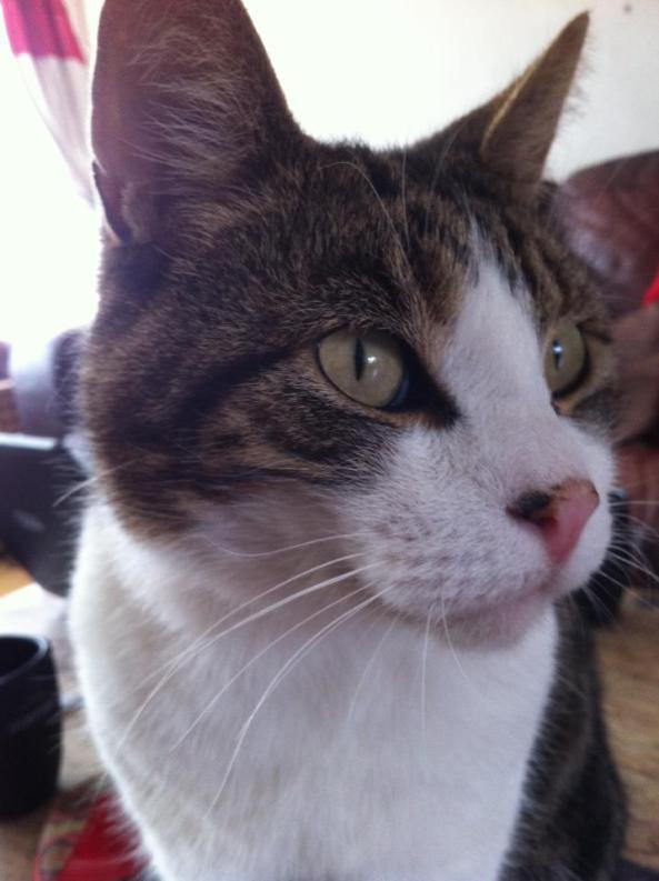 224257_129082347236260_808176704_n